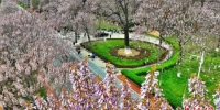 　图为包括“焦桐”在内的泡桐树正在竞相开放。　李金雷 摄 - 中国新闻社河南分社