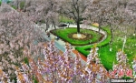 　图为包括“焦桐”在内的泡桐树正在竞相开放。　李金雷 摄 - 中国新闻社河南分社