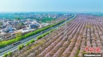 图为兰考县成片的泡桐花正在开放。　李金雷 摄 - 中国新闻社河南分社