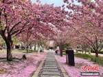 图为4月5日，河南鹤壁樱花节举行。 中新社发 张雨帆 摄 - 中国新闻社河南分社