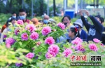 洛阳王城公园牡丹盛开吸引大量游客赏花。李书宝 摄 - 中国新闻社河南分社