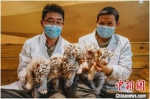图为饲养员捧着六只小老虎。　宋思睿 摄 - 中国新闻社河南分社