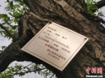 　罗山县高店乡一颗136年树龄的油栗树。　刘鹏 摄 - 中国新闻社河南分社