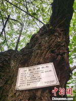 　一颗131年树龄的油栗树。　刘鹏 摄 - 中国新闻社河南分社