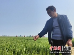 图为种粮大户介绍小麦长势。杨大勇 摄 - 中国新闻社河南分社