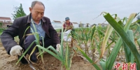 　图为瓦官集村蒜农们正忙着采收大蒜。　刘俊涛 摄 - 中国新闻社河南分社
