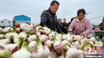 图为蒜农与大蒜收购商在代收点进行大蒜交易。　刘俊涛 摄 - 中国新闻社河南分社