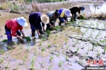 图为村民正在插秧。　焦汉平 摄 - 中国新闻社河南分社