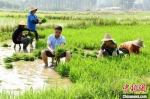 图为村民正在拔秧苗。　焦汉平 摄 - 中国新闻社河南分社