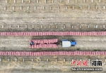 图为村民将一捆捆大蒜装车。厉佳 摄 - 中国新闻社河南分社