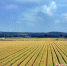 图为河南省平顶山市卫东区观上村3000亩标准农田小麦丰收在望。李晓光 摄 - 中国新闻社河南分社