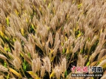 图为河南省南阳市宛城区金灿灿的麦子。　刘洋 摄 - 中国新闻社河南分社