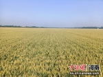 图为河南周口黄泛区农场10万亩小麦丰收在望。　刘培启 摄 - 中国新闻社河南分社