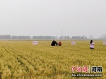 图为河南省卫辉市优质强筋小麦生产基地。　刘广亮 摄 - 中国新闻社河南分社