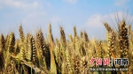 　图为河南省平顶山市卫东区观上村金灿灿的麦子长势喜人。朱泉荣 摄 - 中国新闻社河南分社
