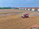 图为淅川县厚坡镇机收小麦。 邹雄 摄 - 中国新闻社河南分社