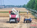 收割机穿行田间收割小麦。　邹雄 摄 - 中国新闻社河南分社