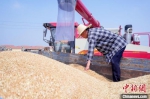 收割后的小麦倒入农用车。　邹雄 摄 - 中国新闻社河南分社
