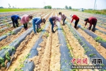 图为村民栽种红薯。王世冰 摄 - 中国新闻社河南分社
