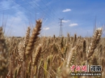 图为兰考县惠安街道高标准农田里的小麦即将收割。 刘鹏 摄 - 中国新闻社河南分社