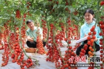河南周口：小番茄映红致富路 - 中国新闻社河南分社