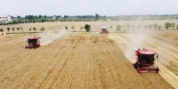 5月30日，在南阳市镇平县想念农场，收割机正在抢收小麦。　时君洋 摄 - 中国新闻社河南分社