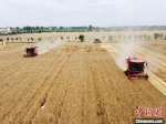 5月30日，在南阳市镇平县想念农场，收割机正在抢收小麦。　时君洋 摄 - 中国新闻社河南分社
