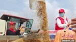 　5月31日，周口市西华县迟营镇顺河村多台收割机同时下地作业，标志着该县103万亩小麦开镰收割。　张猛 摄 - 中国新闻社河南分社