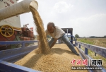 图为收获的小麦装车。中新社发 杨光 摄 - 中国新闻社河南分社
