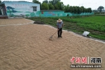 图为村民在晾晒小麦。中新社发 胡星 摄 - 中国新闻社河南分社