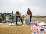 图为村民将抢收的小麦装袋。中新社发 杨光 摄 - 中国新闻社河南分社