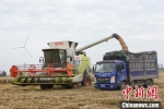 6月2日，河南省周口市，当地农户在雨停间歇抢收小麦。　王宇 摄 - 中国新闻社河南分社