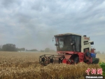 图为收割机正在抢收小麦。　王宇 摄 - 中国新闻社河南分社