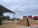 　图为工作人员正在查看刚烘干后的小麦。　杨大勇 摄 - 中国新闻社河南分社
