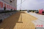 图为新乡县乡村道路旁晾晒的小麦。　韩章云 摄 - 中国新闻社河南分社