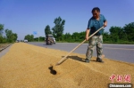 图为新乡县农户在道路旁翻晒小麦。　韩章云 摄 - 中国新闻社河南分社