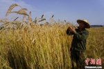 高达2米的彩色小麦，杆径还可用来制作吸管。　经晓佳 摄 - 中国新闻社河南分社