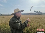 研究人员在剪切彩色小麦杆径，可用来制作吸管。　经晓佳 摄 - 中国新闻社河南分社