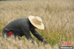研究人员在彩色小麦试验田内取样。　经晓佳 摄 - 中国新闻社河南分社
