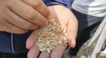 河南麦收已超过九成，豫北“种子保卫战” 战况如何?记者实地探访 - 河南一百度