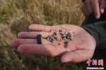 图为籽粒为紫色的麦子。　经晓佳 摄 - 中国新闻社河南分社