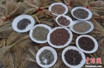 　图为刘海富和团队培育的各种颜色的麦子。　韩章云 摄 - 中国新闻社河南分社