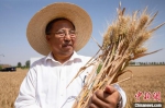 图为小麦育种专家茹振钢查看小麦成熟情况。　李超庆 摄 - 中国新闻社河南分社