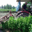 　当地农民驾驶收割机正在厚坡镇艾草种植基地收割艾草。　邹雄 摄 - 中国新闻社河南分社
