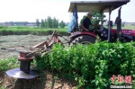 　当地农民驾驶收割机正在厚坡镇艾草种植基地收割艾草。　邹雄 摄 - 中国新闻社河南分社