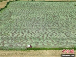 　收割机正在厚坡镇艾草种植基地收割艾草。(无人机照片) 邹雄 摄 - 中国新闻社河南分社