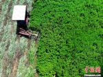 　收割机正在厚坡镇艾草种植基地收割艾草。(无人机照片) 邹雄 摄 - 中国新闻社河南分社