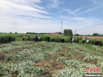 当地农民正在九重镇艾草种植基地进行人工收割。　张永红 摄 - 中国新闻社河南分社