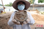 考古工作人员展示在发掘现场出土的瓦当。　邢栋 摄 - 中国新闻社河南分社
