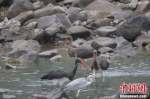 黑鹳在三门峡大坝附近水域觅食。张明云 摄 - 中国新闻社河南分社